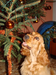 Berris ochutnává vánoční stromeček